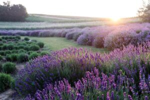 hd wallpaper, nature wallpaper, lavender-6398415.jpg