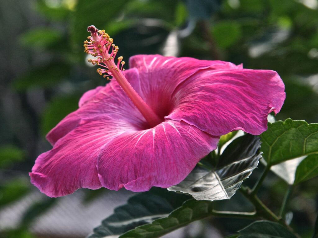 hibiscus, flower, pink-1799318.jpg